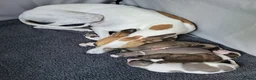 Whippet dogs for sale: KC Gorgeous Whippet pups. - Advert 3