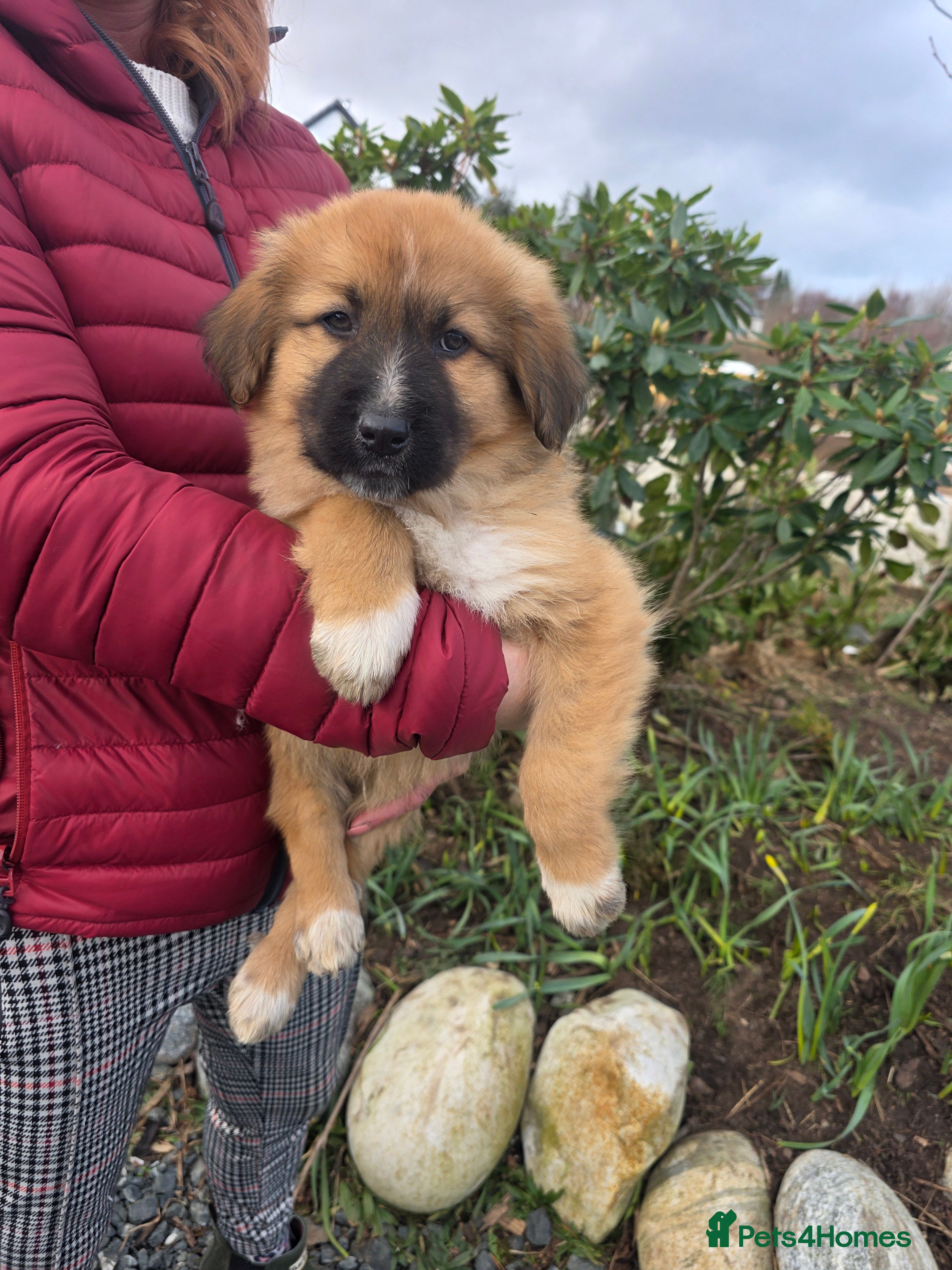 Mixed Breed dogs Highland Shepherd Puppies!!! - Advert 1