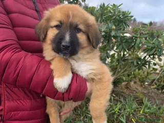 Mixed Breed dogs Highland Shepherd Puppies!!! - Advert 1
