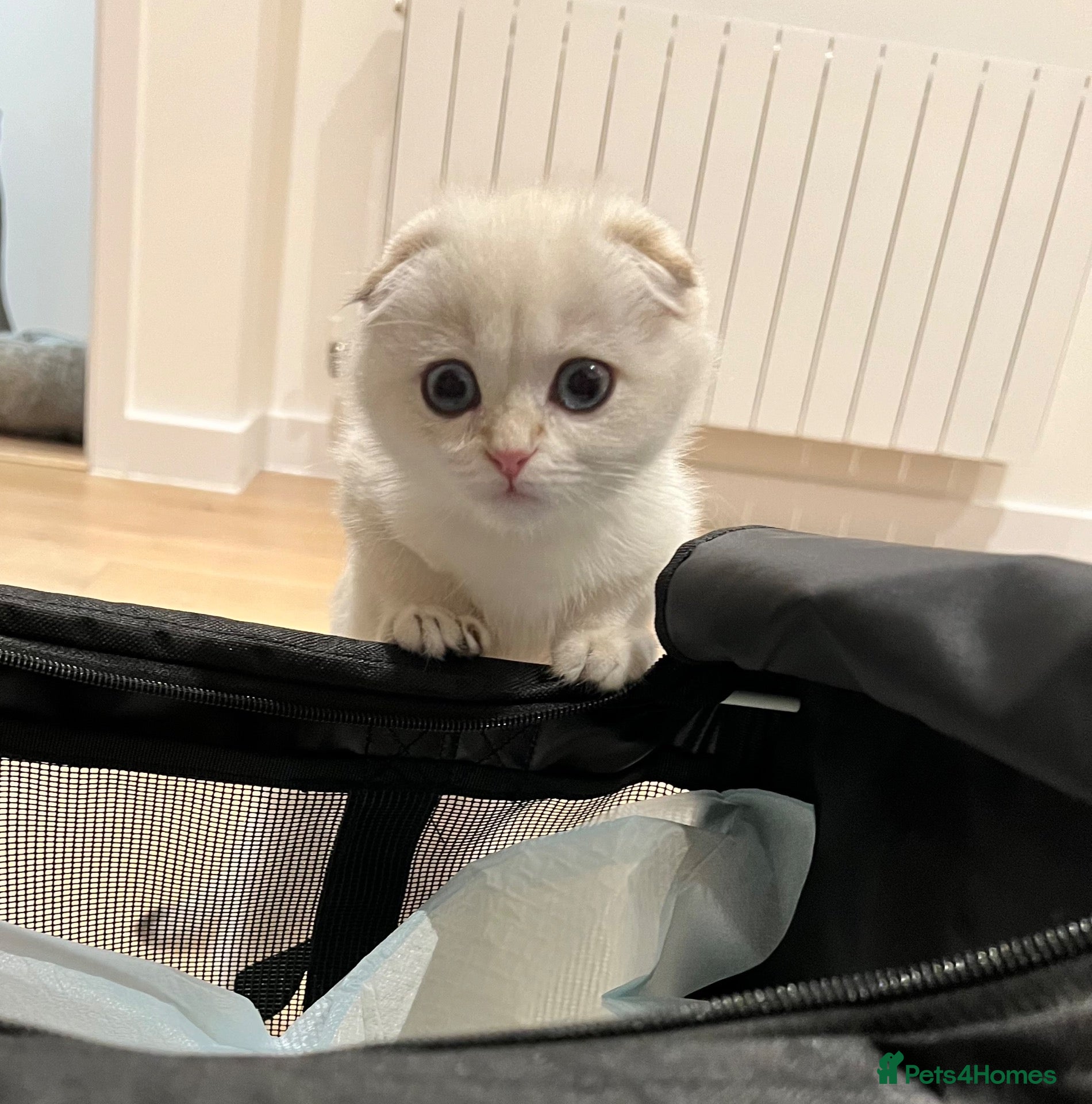 Scottish Fold cats for sale: The most cuddly & affectionate Scottish Fold baby - Advert 11