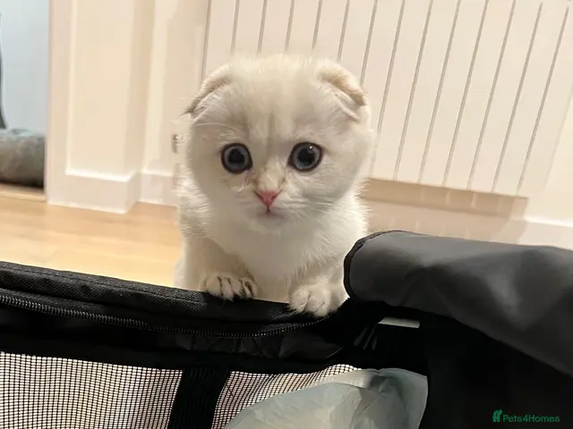 Scottish Fold cats for sale: The most cuddly & affectionate Scottish Fold baby - Advert 11