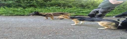 Mixed Breed dogs for sale: Belgain sheppard  in Downpatrick - Advert 1