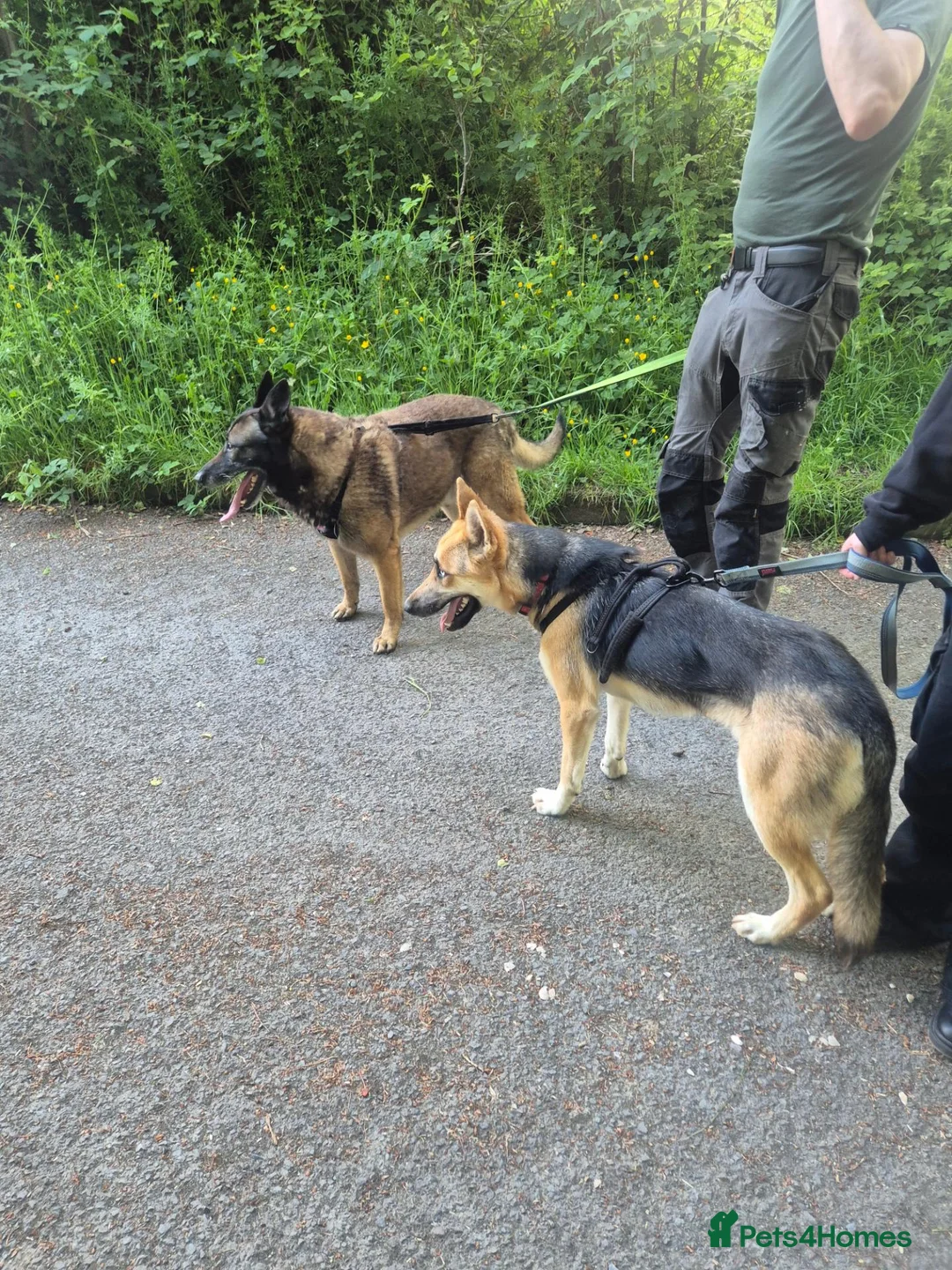 Mixed Breed dogs for sale: Belgain sheppard  in Downpatrick - Advert 1