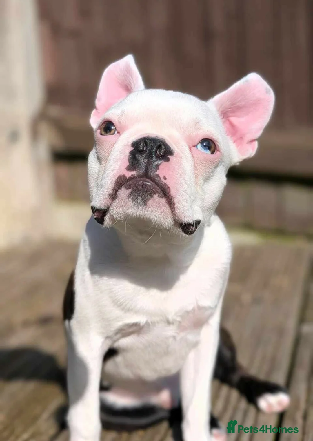 Boston Terrier dogs for sale: Boston Terrier - Advert 4