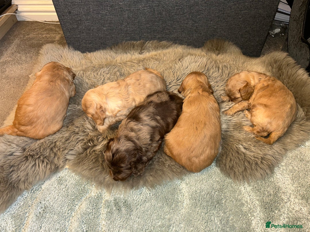 Cockapoo dogs for sale: 5 adorable cockapoo puppies  - Advert 21