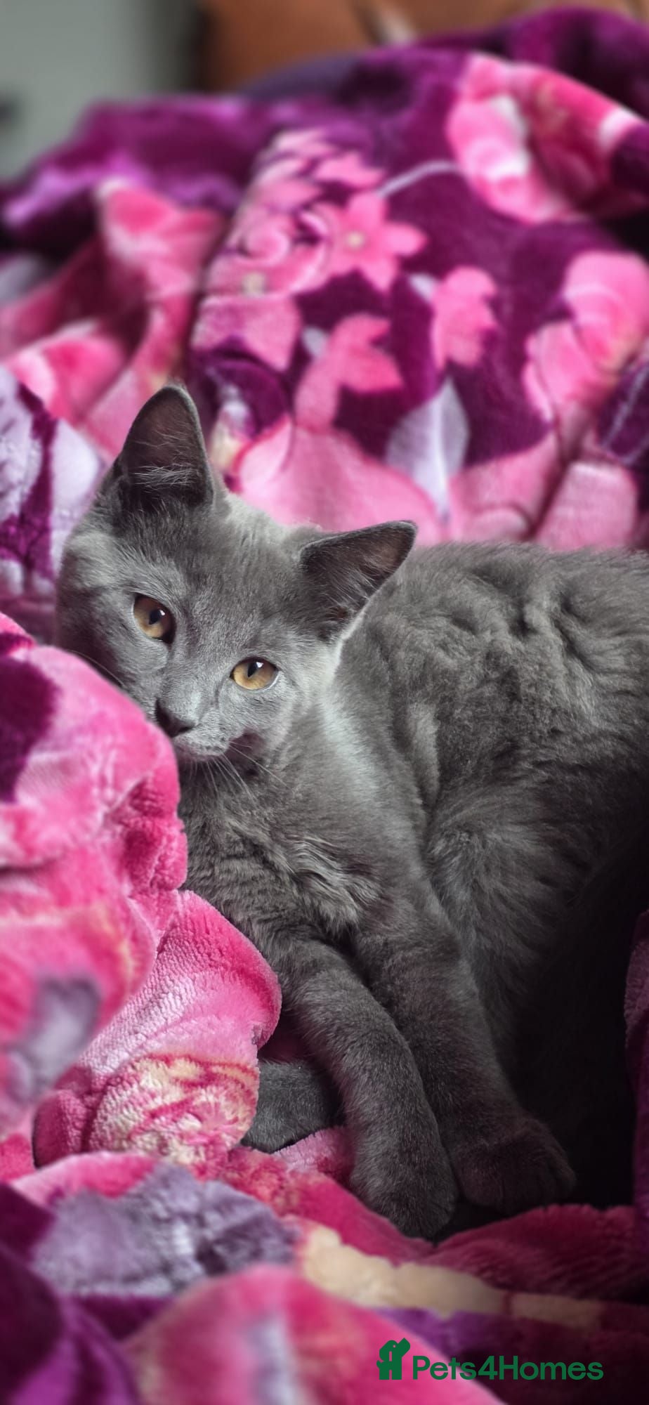 British Shorthair cats British shorthair kitten indoor litter trained  - Advert 1