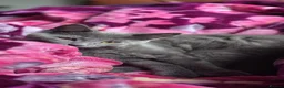 British Shorthair cats for sale: British shorthair kitten indoor litter trained  - Advert 1