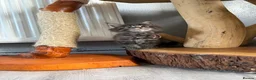Maine Coon cats for sale: Maine Coon Kittens  - Advert 8