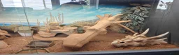 Bearded Dragon reptiles for sale: Bearded dragon for sale - Advert 14