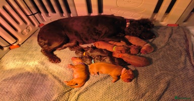 Cocker Spaniel dogs Working Cocker Spaniel Puppies Ready 19th December - Advert 4