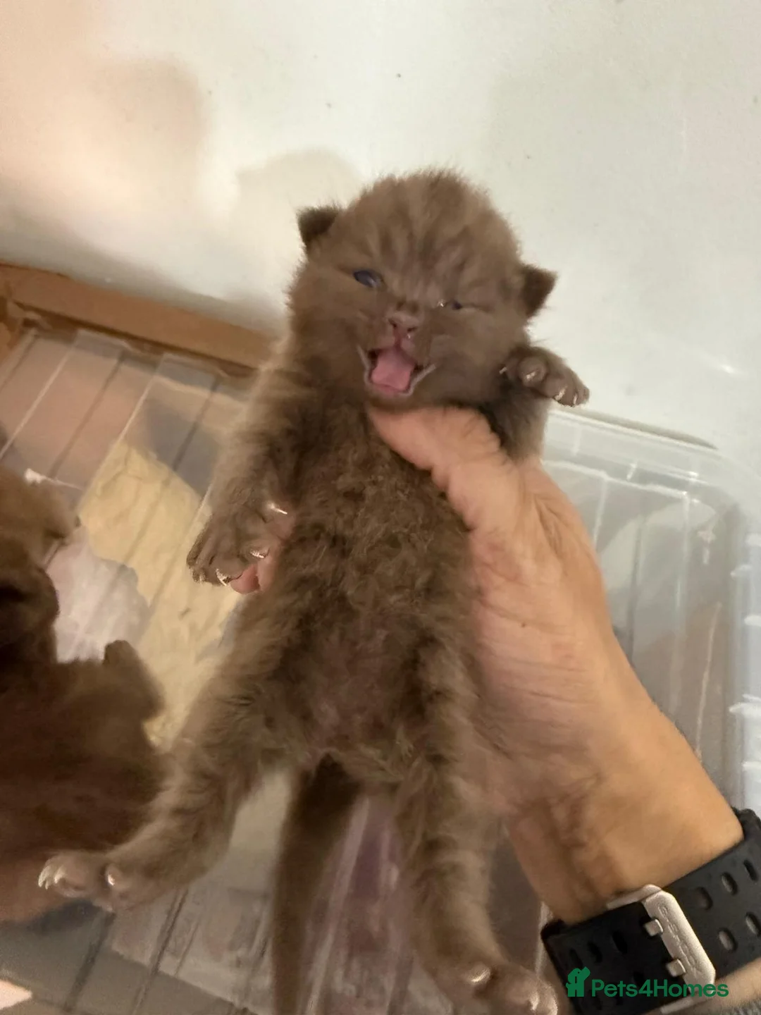 British Shorthair cats for sale: British shorthair kitten for sale  in Manchester - Advert 2