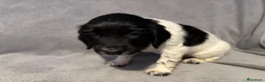English Springer Spaniel 7