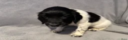 English Springer Spaniel dogs for sale: English springer spaniel litter  - Advert 14