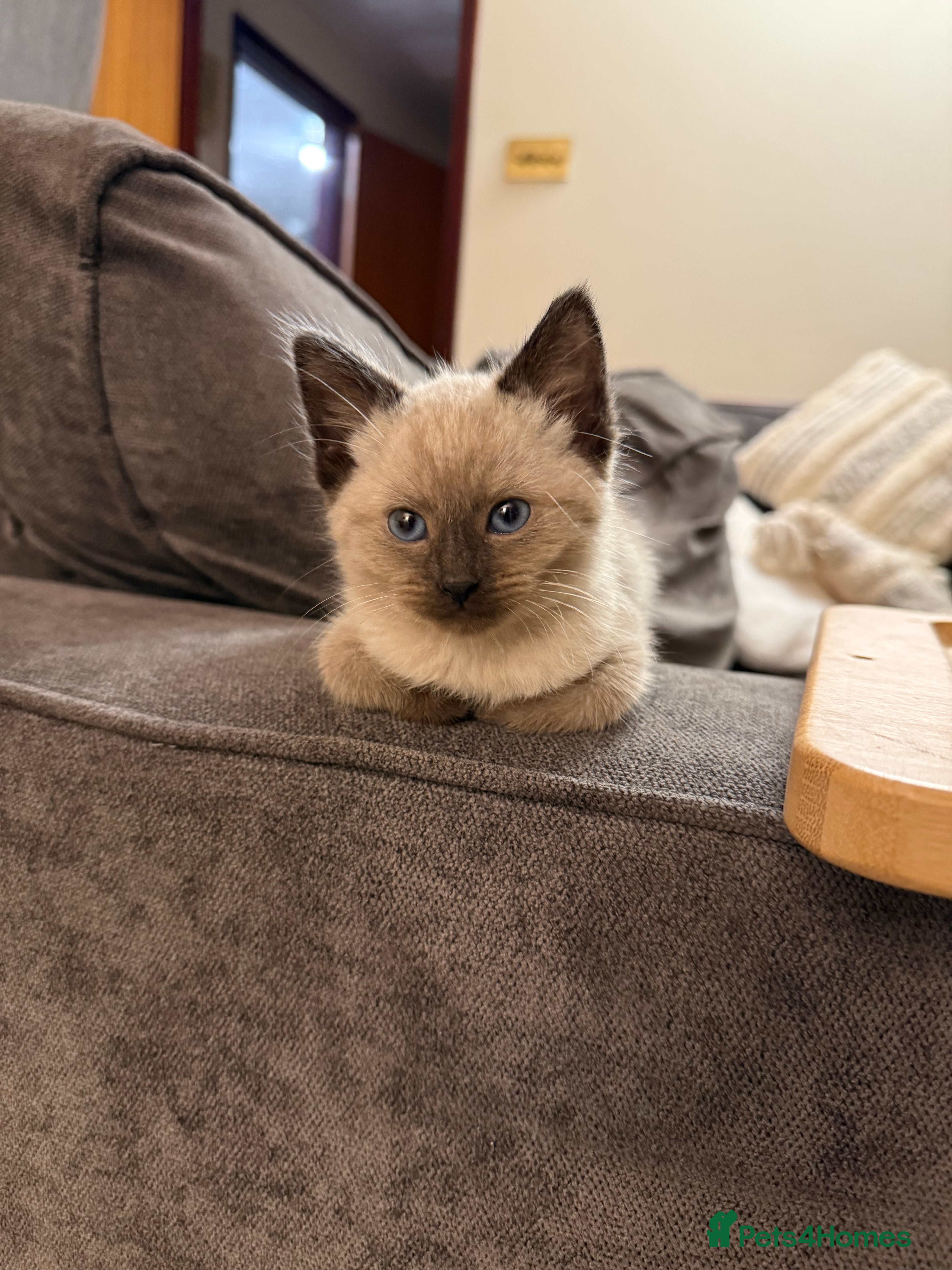 Ragdoll cats Lovely Male Ragdoll Kitten  - Advert 6