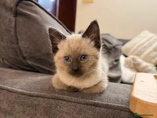 Ragdoll cats Lovely Male Ragdoll Kitten - Advert 6