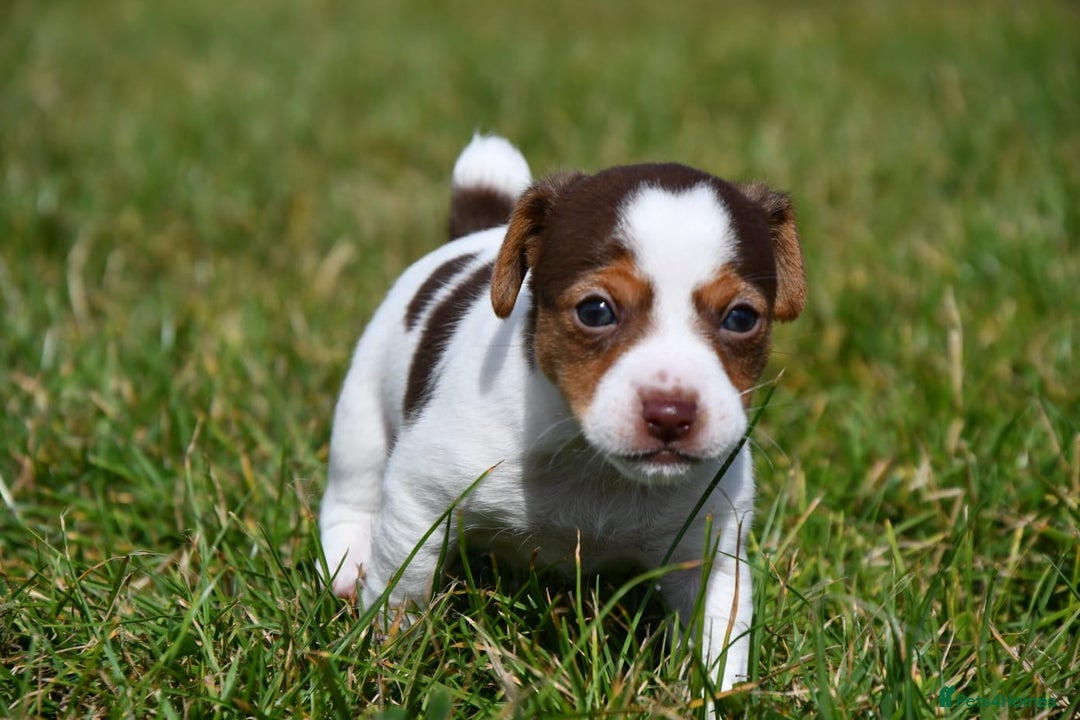 Jack Russell dogs for sale: Jack Russel puppies for sale  - Image 4