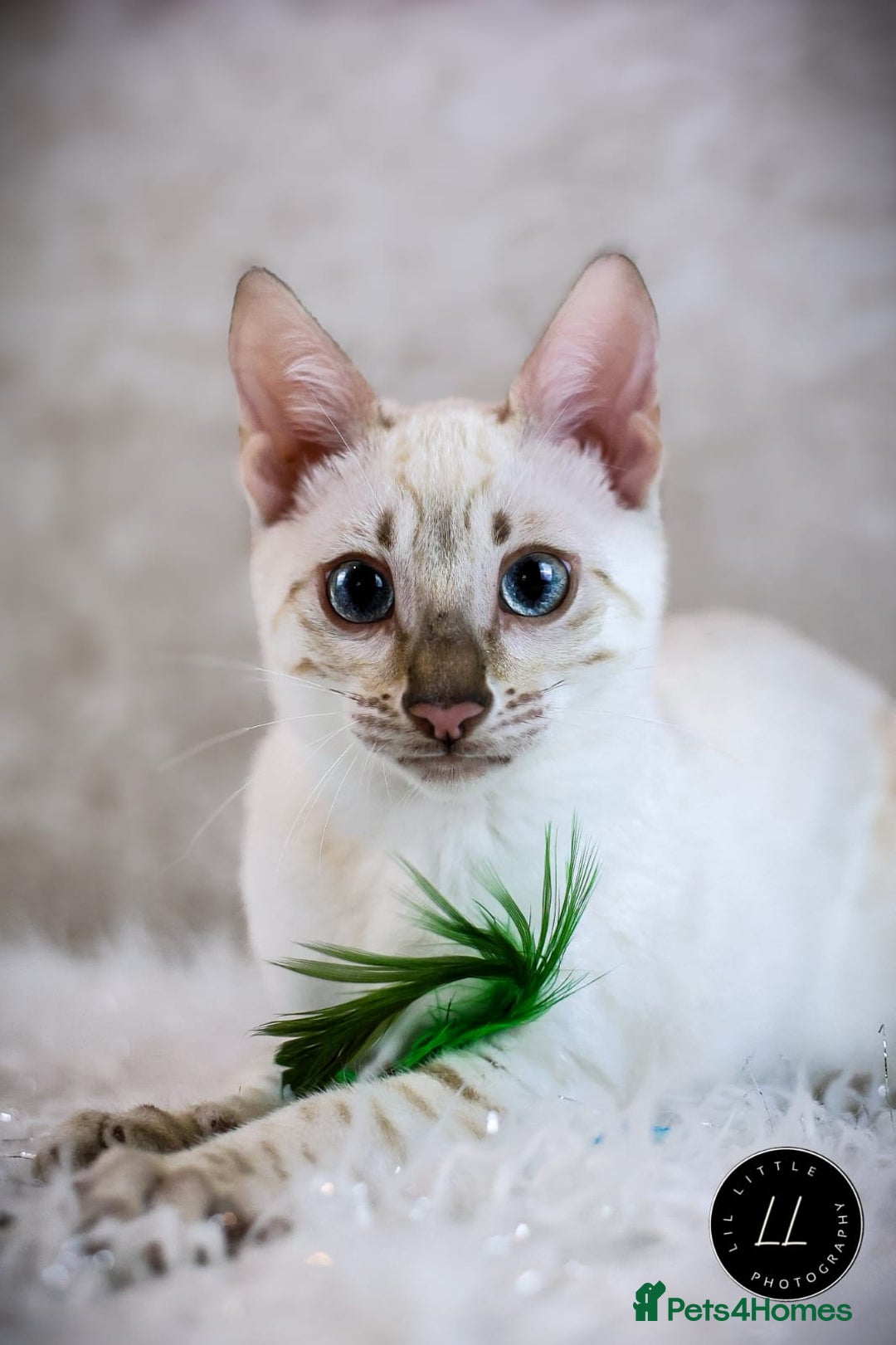 Bengal cats for sale: Beautiful Silver Lynx Bengal Kitten - Image 8