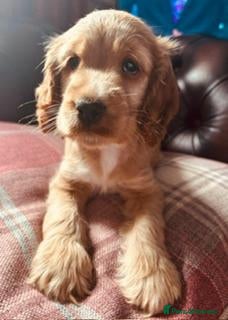 Cocker Spaniel dogs RKC Reg'd Show type Cocker Spaniel Girl - Advert 2