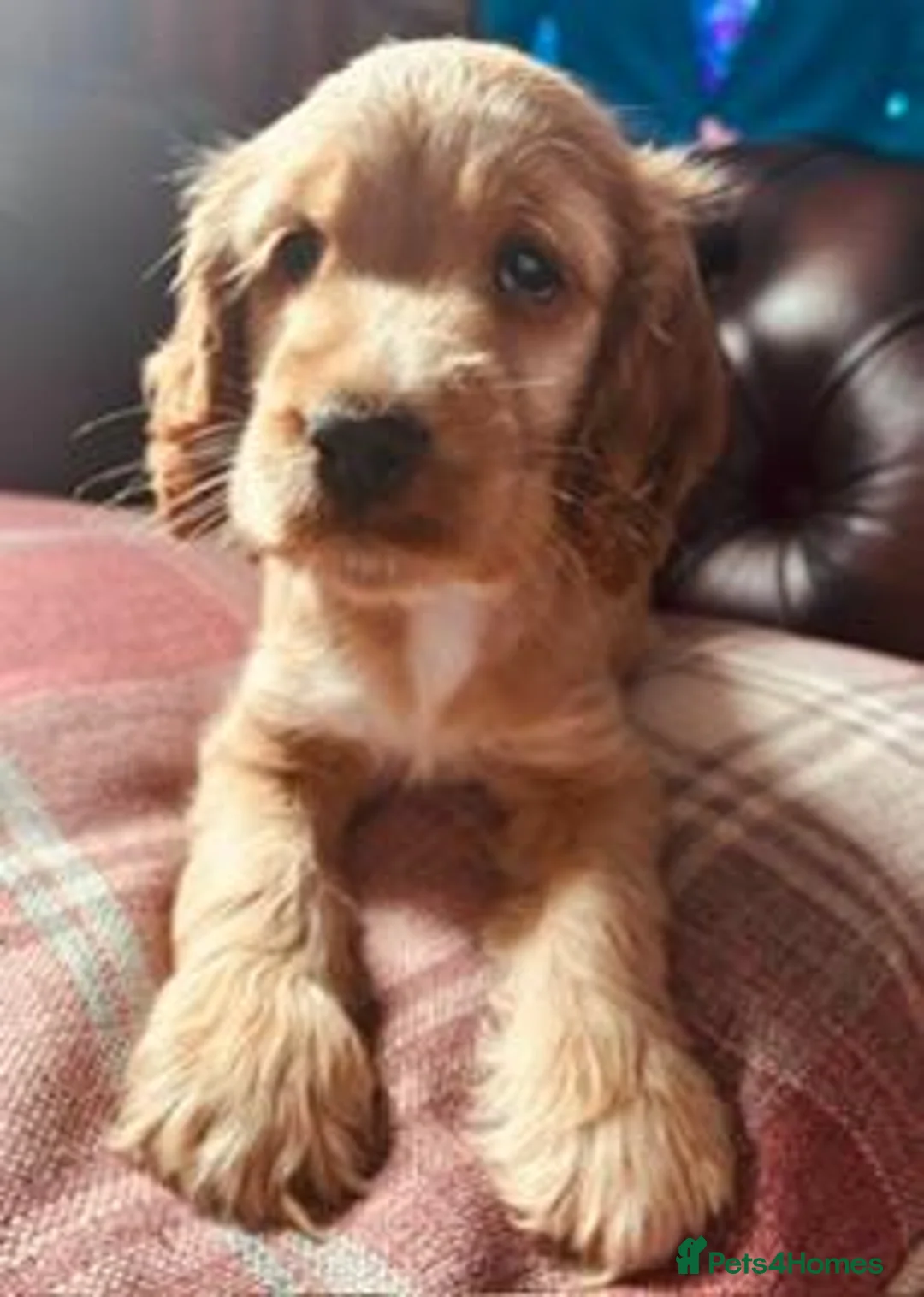 Cocker Spaniel dogs for sale: RKC Reg'd Show type Cocker Spaniel Girl in Scunthorpe - Advert 2
