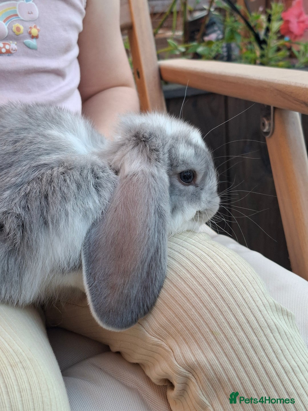 French Lop rabbits for sale: Pure bred french lop babies - Image 10
