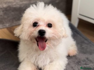 Bichon Frise dogs Beautiful Female Bichon Frise – Looking for a home - Advert 1