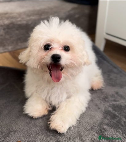 Bichon Frise dogs Beautiful Female Bichon Frise – Looking for a home - Advert 1