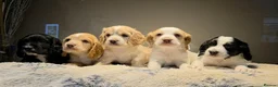 Cocker Spaniel dogs for sale: Cocker spaniel puppies - Advert 1