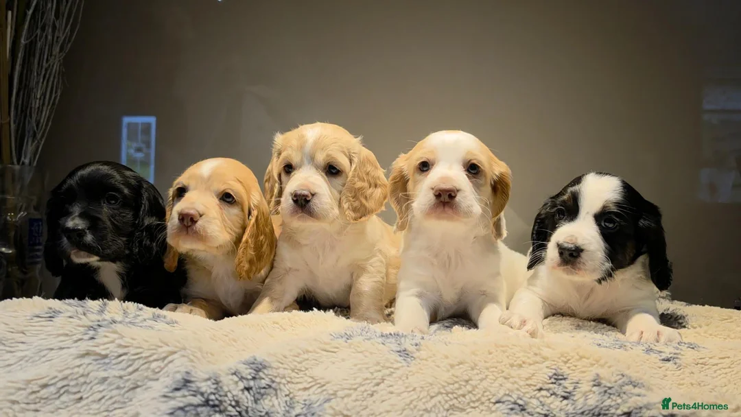 Cocker Spaniel dogs for sale: Cocker spaniel puppies - Advert 1