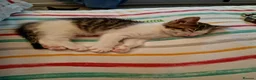 Mixed Breed cats for sale: Kittens for sale various prices - Advert 2