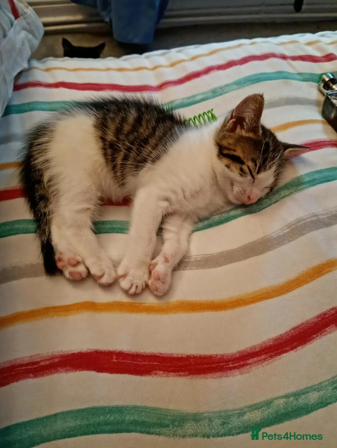 Mixed Breed cats for sale: Kittens for sale various prices - Advert 2