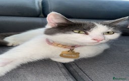 Mixed Breed cats for sale: Loving indoor cat looking for new home - Image 4