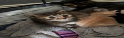 British Shorthair cats for sale: British blue cross Norwegian forest  - Advert 4