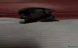 Chihuahua dogs for sale: Chihuahua Boys  - Image 6