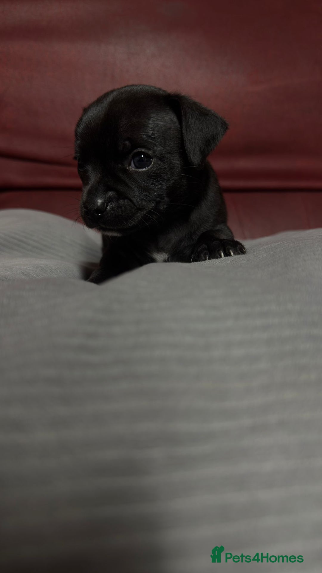 Chihuahua dogs for sale: Chihuahua Boys  - Image 6