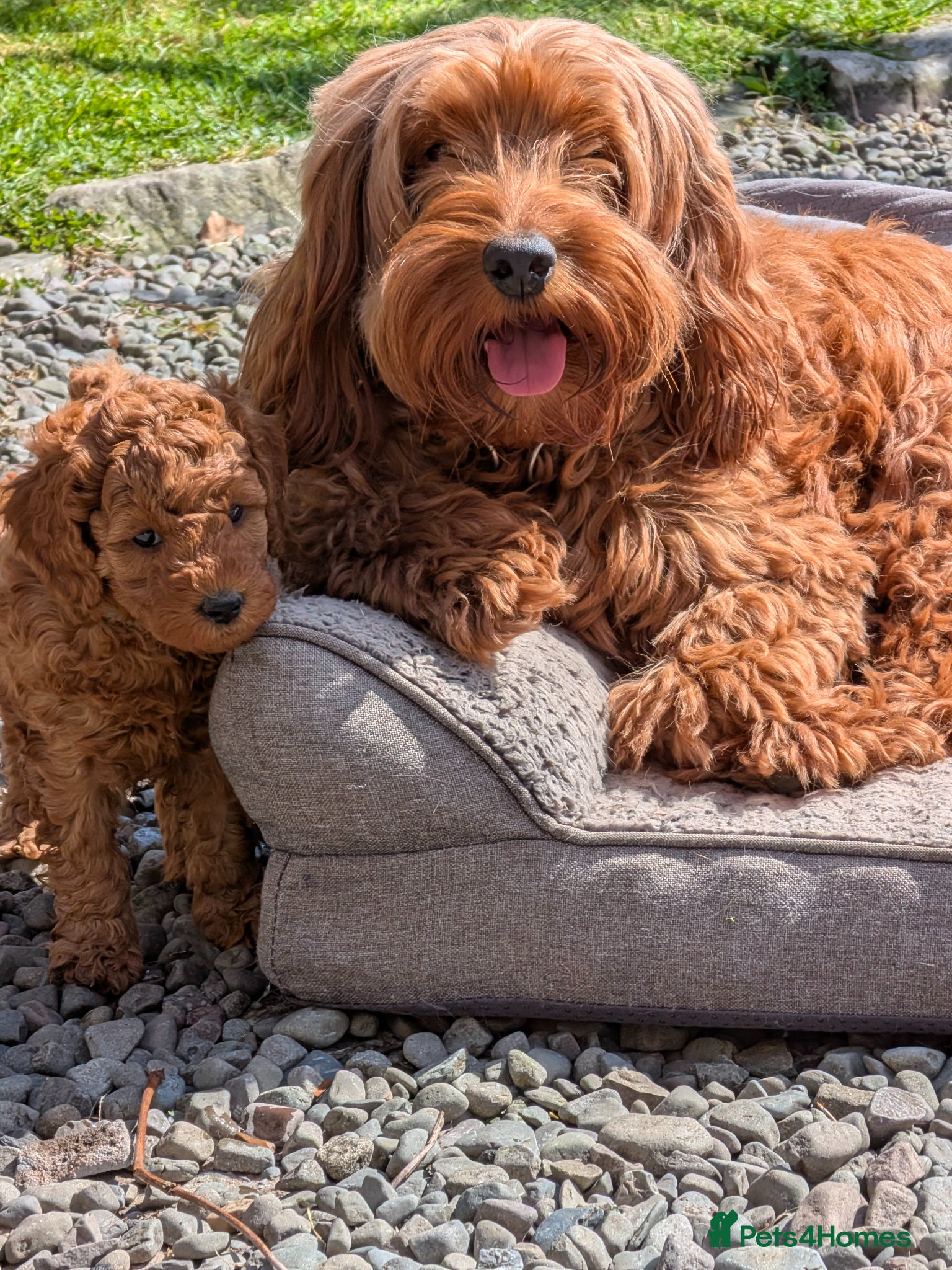 Cockapoo dogs Adorable F1b Red Cockapoos  - Advert 2