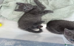 Russian Blue cats for sale: Russian blue x Chartreux - Image 9