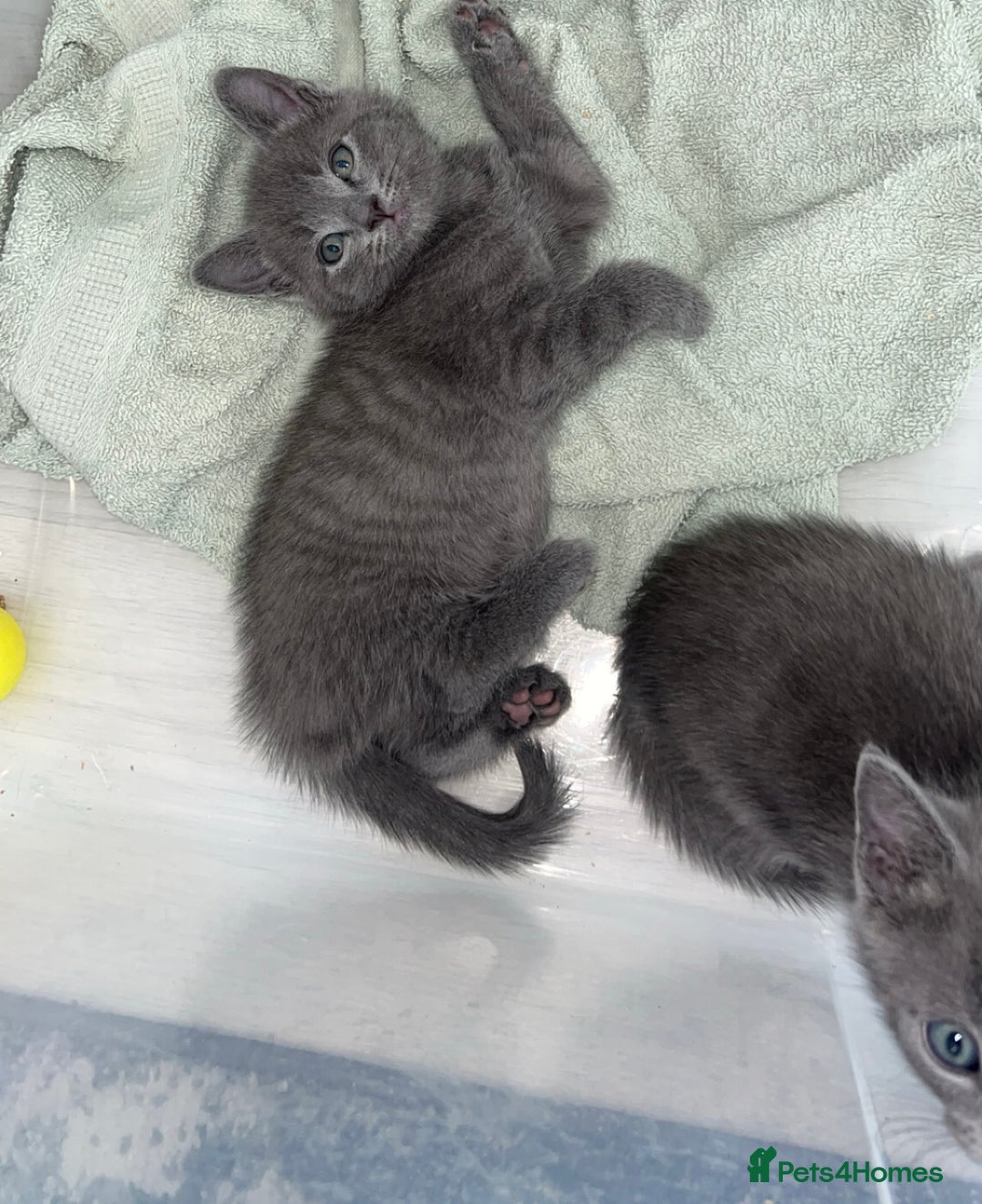 Russian Blue cats for sale: Russian blue x Chartreux - Image 9