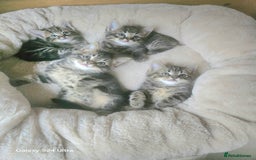 Maine Coon cats for sale: Adorable kittens Mixed Maine Coon  - Image 4