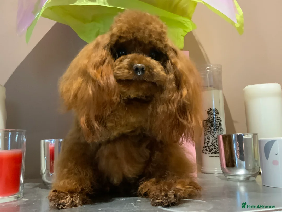 Toy Poodle dogs for stud: Stunning true to type Asian toy poodle in Lanark - Advert 5