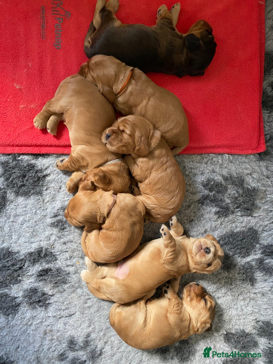 Cocker Spaniel dogs for sale: KC Sable show type Cocker spaniel puppies - Image 2