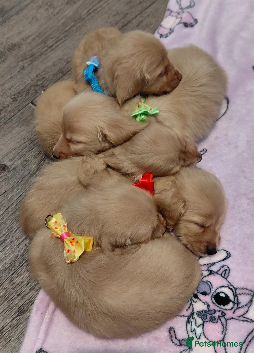 Miniature Dachshund dogs for sale: Sweetest Longhaired/One S.Haired Mini's 🤎🐾 - Advert 34