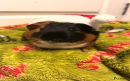 Guinea Pig rodents for sale: skampi - Image 1