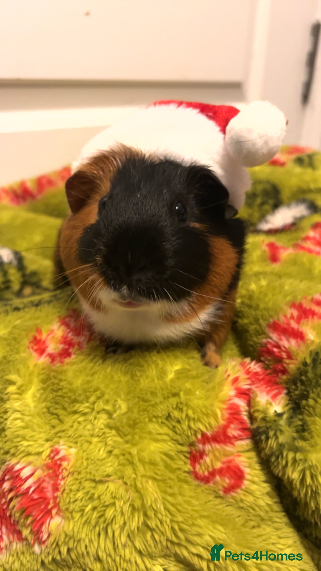 Guinea Pig rodents for sale: skampi - Image 1