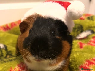 Guinea Pig rodents - Advert 1