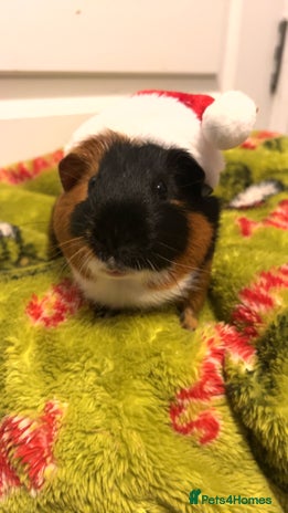 Guinea Pig rodents - Advert 1