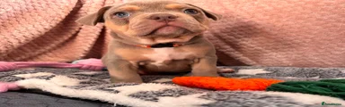Mixed Breed 4