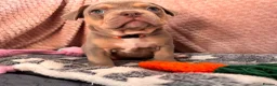 Mixed Breed dogs for sale: French bulldog X Pocket bully in Birmingham - Advert 11