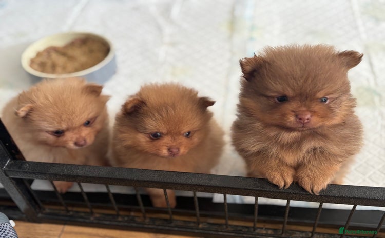 Pomeranian dogs - Advert 6
