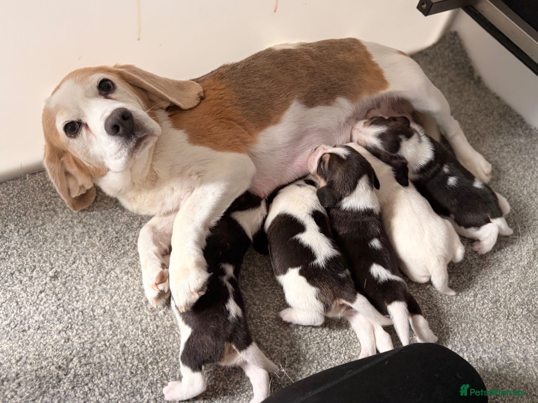 Beagle dogs KC reg beagle puppies.  - Advert 4