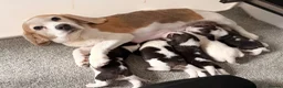 Beagle dogs for sale: KC reg beagle puppies.  - Advert 1